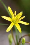 genus Gagea. Цветок. Южный Казахстан, вершина 797.3 0.5 км западнее шоссе Корниловка-Пестели. 28.03.2013.