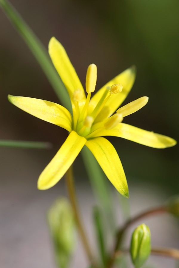 Image of genus Gagea specimen.