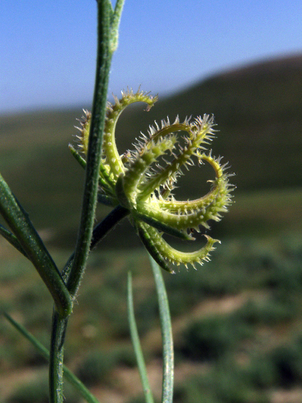 Image of Koelpinia linearis specimen.