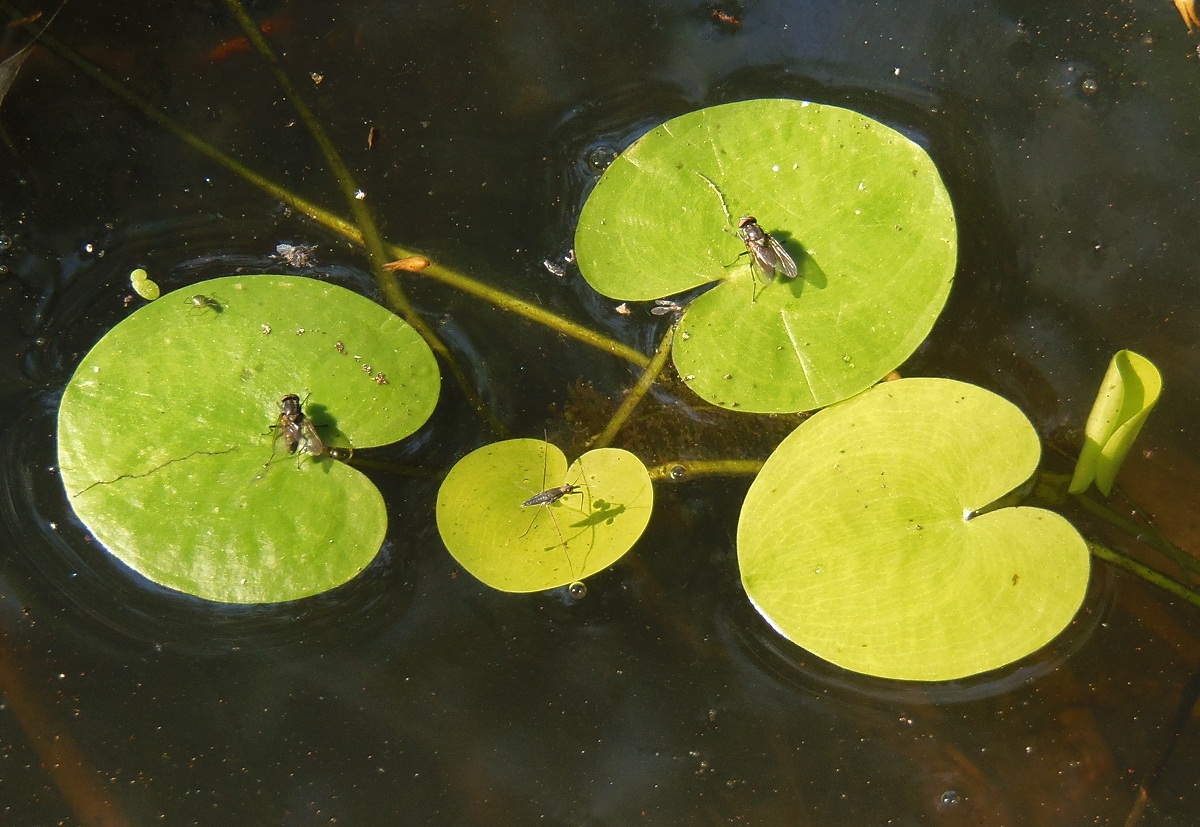 Image of Hydrocharis morsus-ranae specimen.