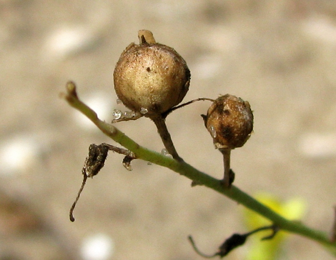 Изображение особи Linaria dulcis.