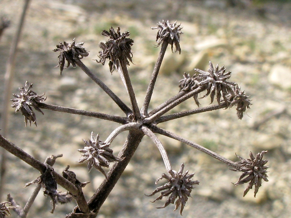 Image of Seseli ponticum specimen.