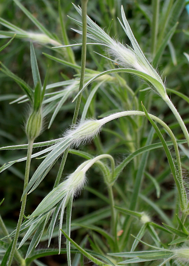 Image of Agrostemma githago specimen.