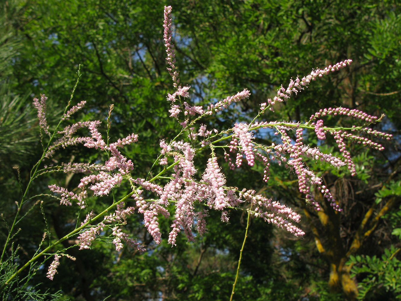 Изображение особи Tamarix ramosissima.