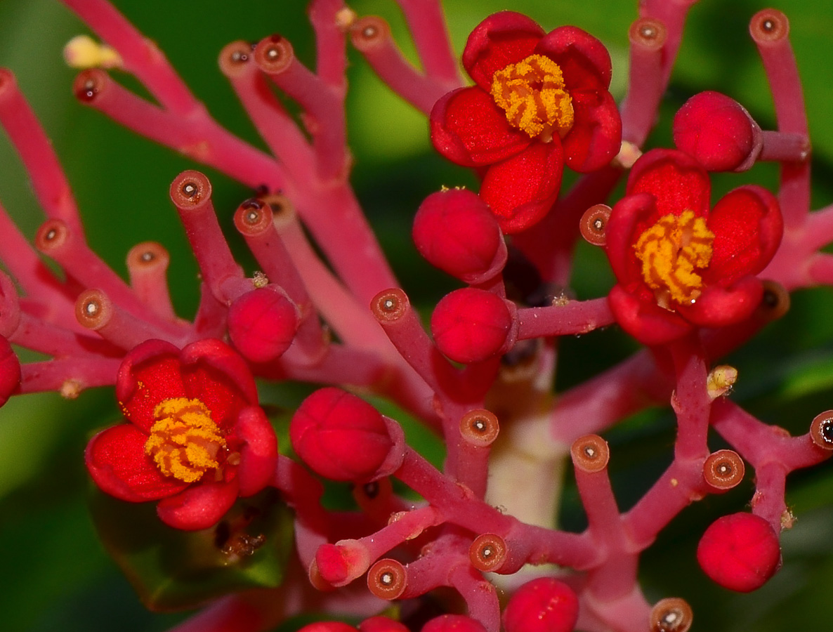 Image of Jatropha multifida specimen.