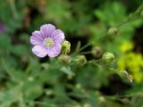 Linum stelleroides