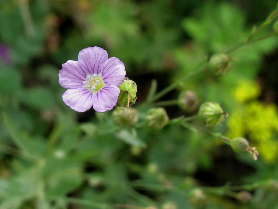 Изображение особи Linum stelleroides.