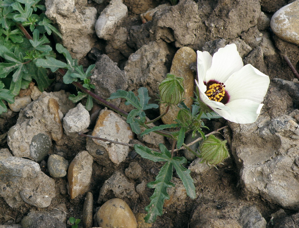 Изображение особи Hibiscus trionum.