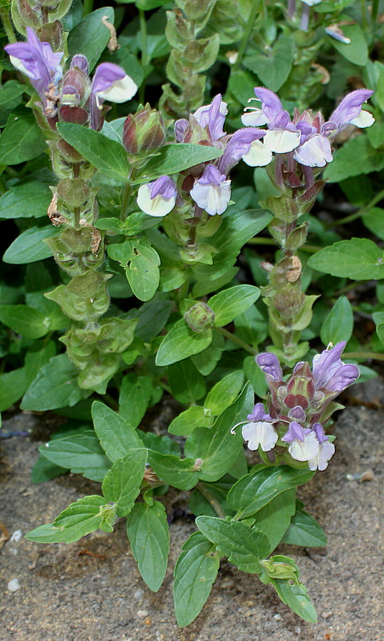 Изображение особи Scutellaria alpina.