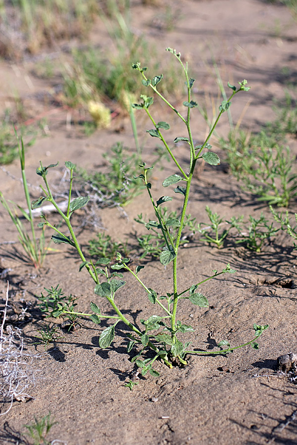 Изображение особи Heliotropium dasycarpum.