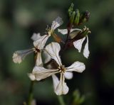 Eruca sativa. Цветки. Московская обл., Раменский р-н, окр. дер. Хрипань, садовый участок. 26.06.2013.