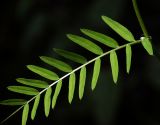 Vicia cracca. Лист. Московская обл., Раменский р-н, окр. ж.-д. платформы Хрипань, просека под ЛЭП. 25.07.2013.