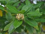 Cyrtophyllum fragrans. Верхушка ветви с соцветием. Таиланд, остров Пханган. 22.06.2013.