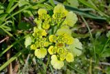 Chrysosplenium alternifolium