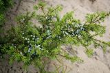 Juniperus sibirica