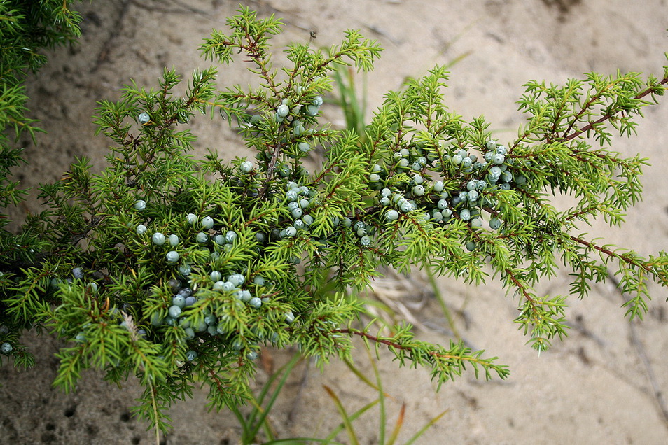 Изображение особи Juniperus sibirica.