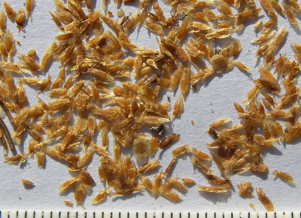 Image of Rhododendron luteum specimen.