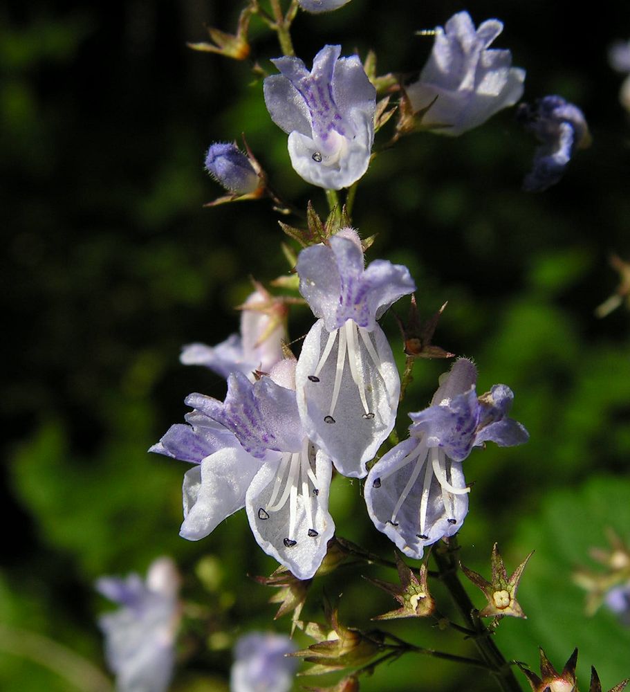 Изображение особи Isodon japonicus var. glaucocalyx.