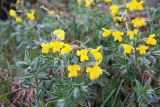 Thermopsis alpina