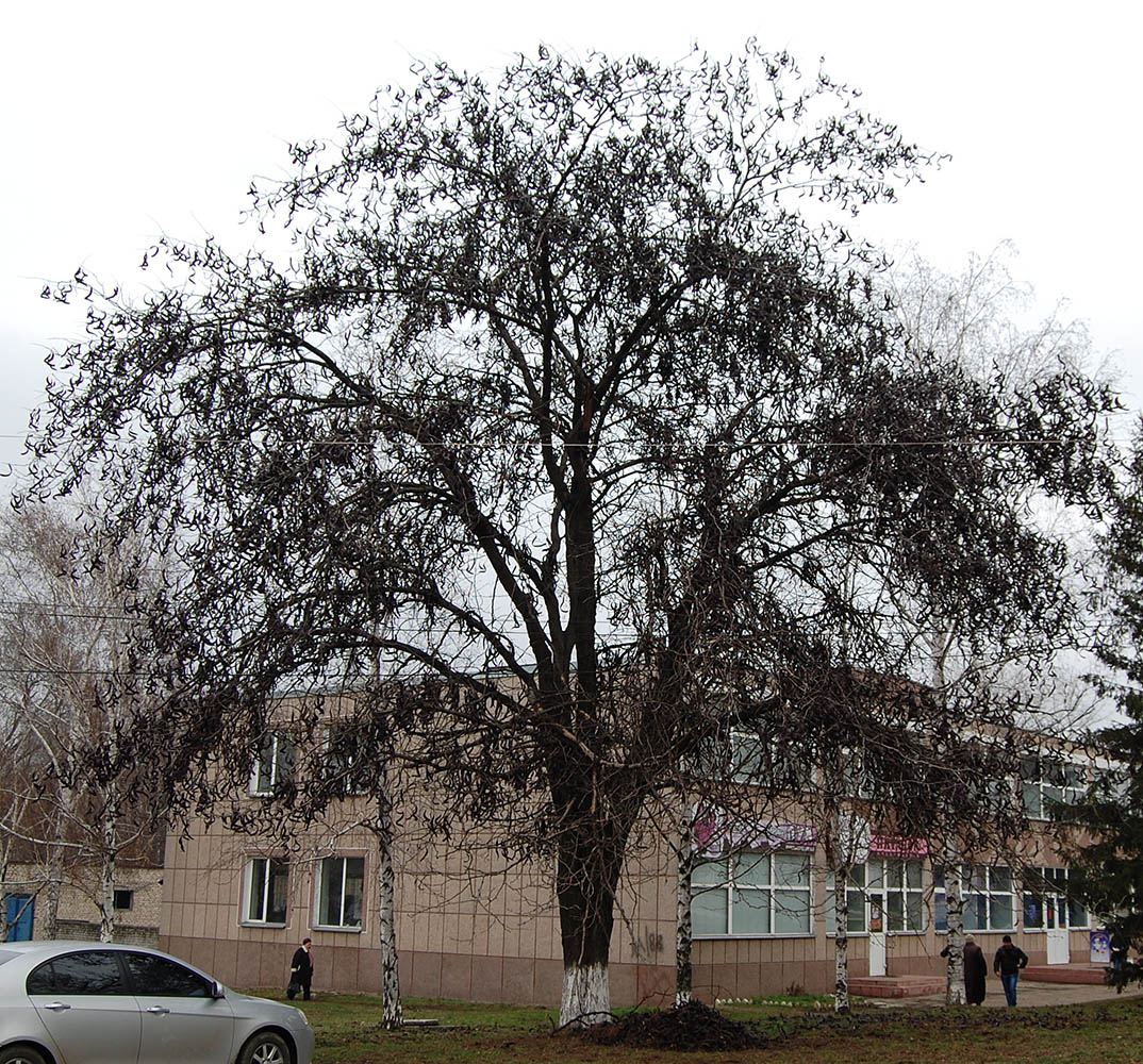 Image of Gleditsia triacanthos specimen.