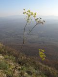 Peucedanum ruthenicum