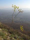 Peucedanum ruthenicum. Верхушка цветущего растения. Краснодарский край, Абинский р-н, хр. Грузинка, гора Шизе. 02.11.2013.