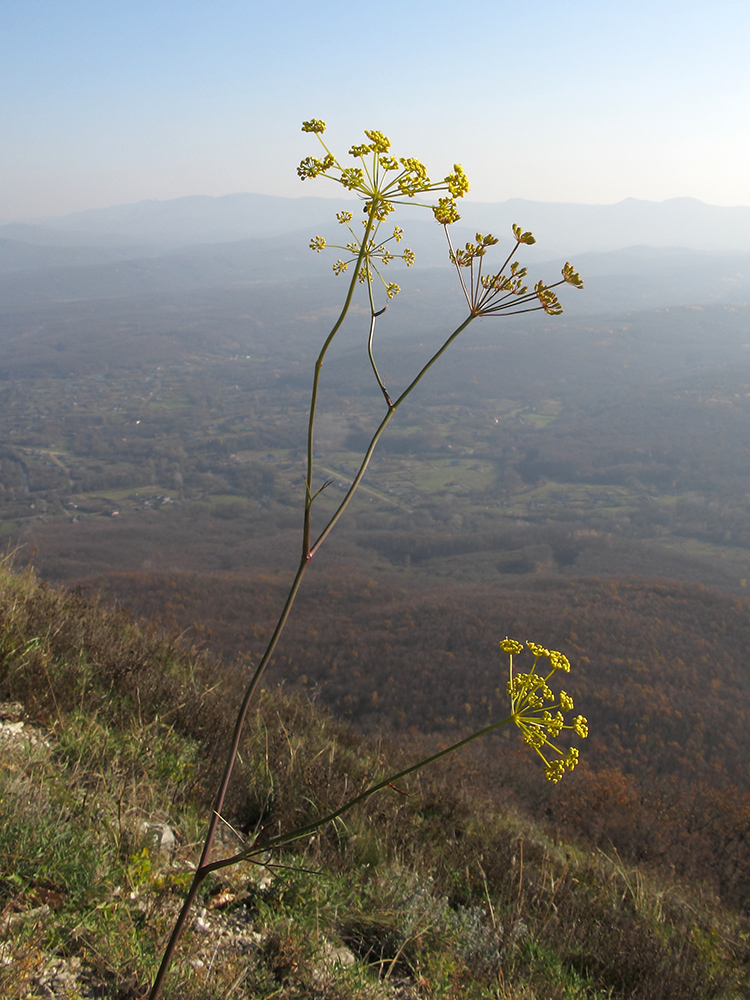 Image of Peucedanum ruthenicum specimen.