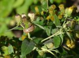 Inula conyza