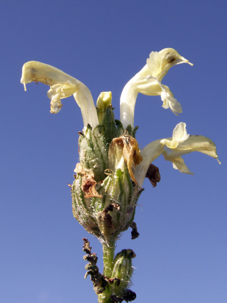Изображение особи Pedicularis ludwigii.