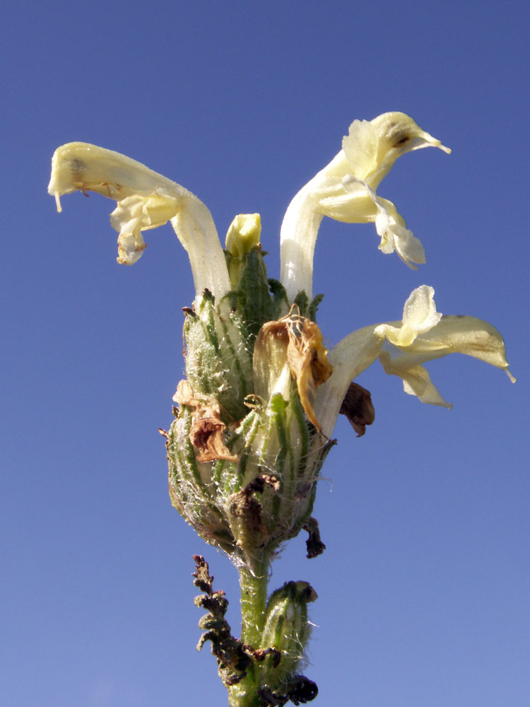 Image of Pedicularis ludwigii specimen.