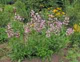 Penstemon digitalis