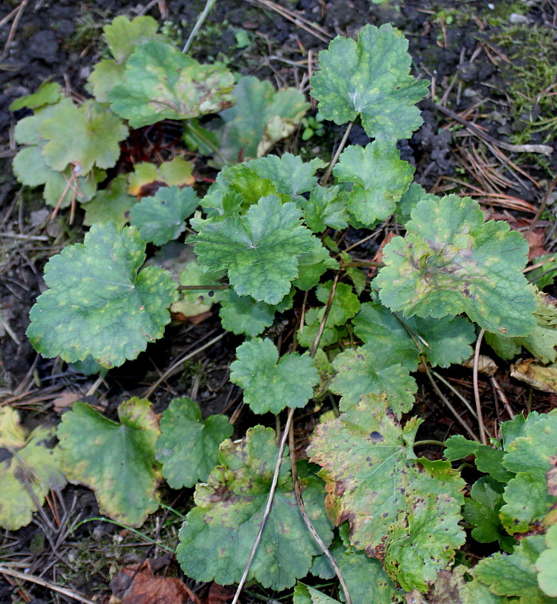 Изображение особи Heuchera americana.