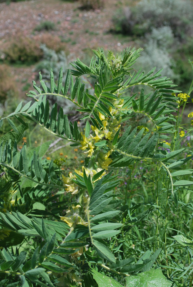 Изображение особи Astragalus sieversianus.