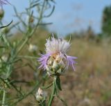 Centaurea konkae