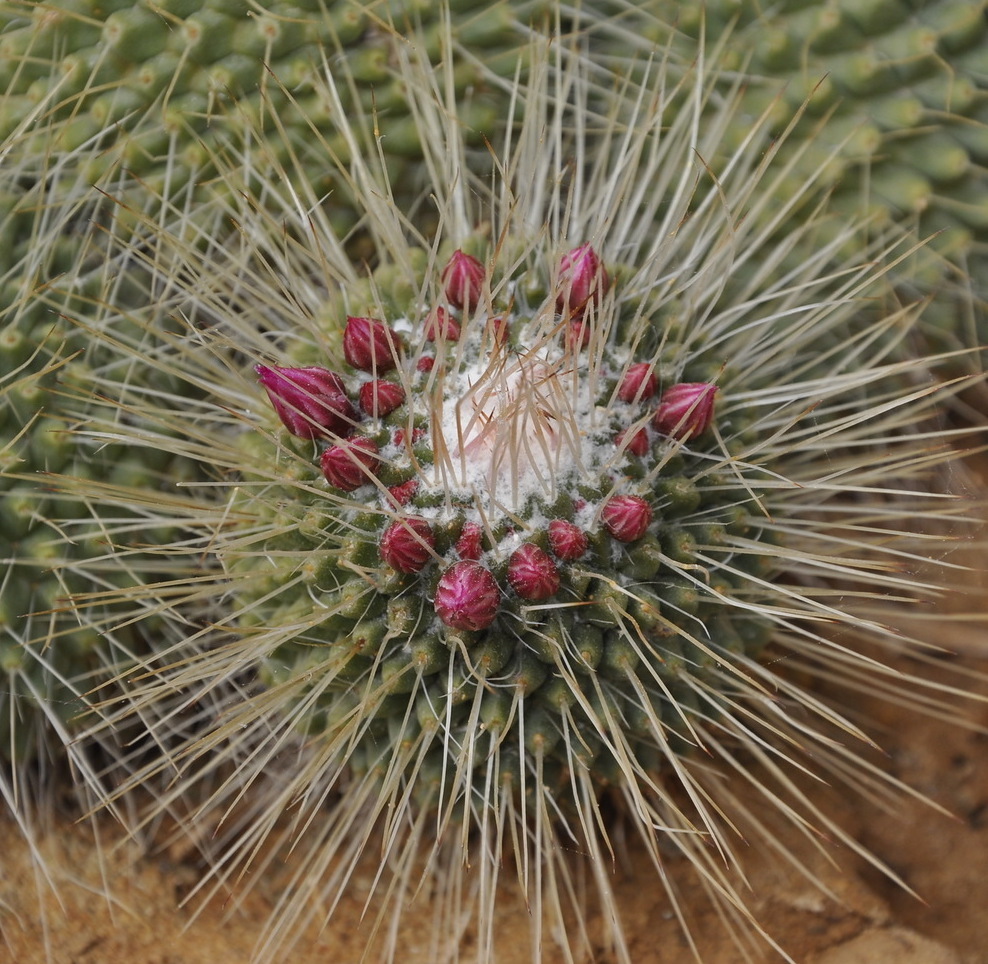 Изображение особи Mammillaria spinosissima.