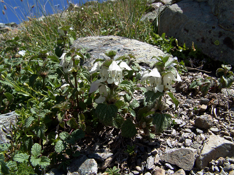 Image of Lamium tomentosum specimen.