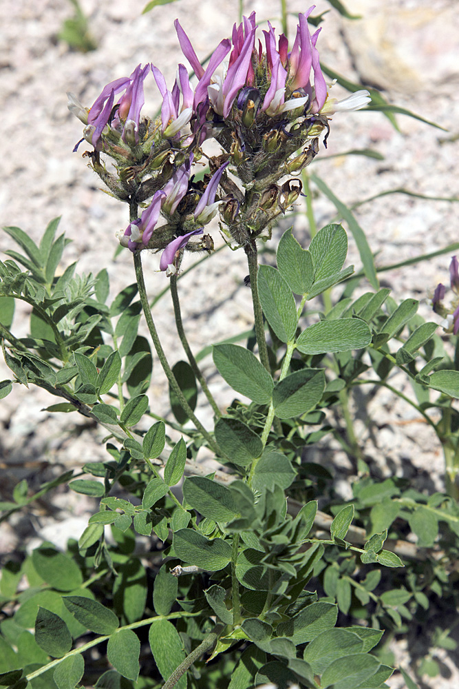 Изображение особи Astragalus ugamicus.