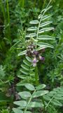 Vicia sepium