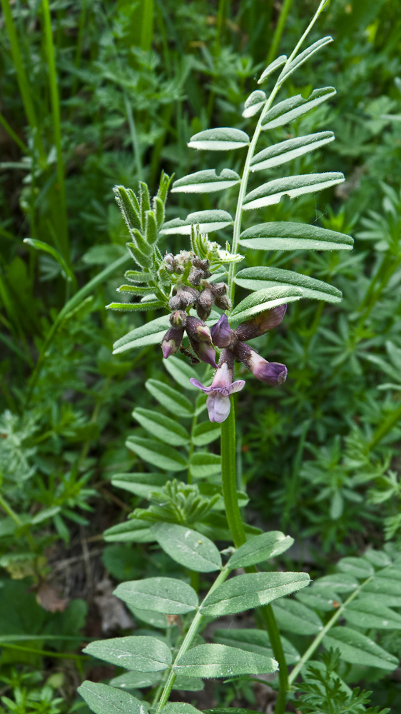 Image of Vicia sepium specimen.