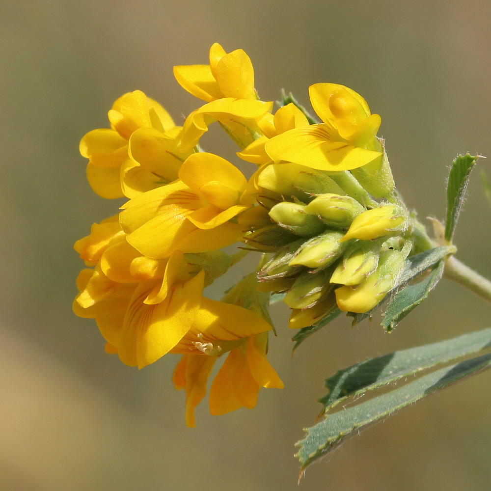 Изображение особи Medicago falcata.