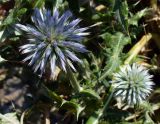 Echinops ritro