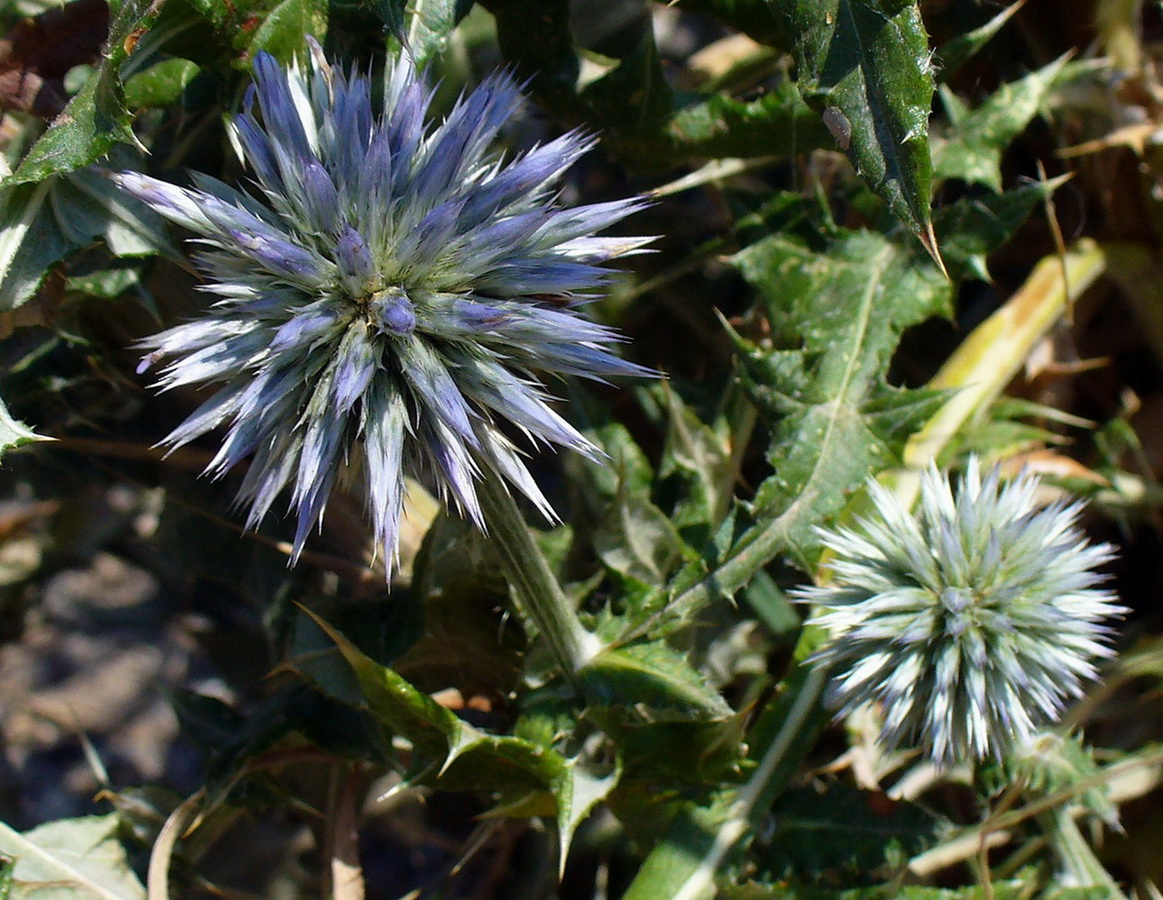 Изображение особи Echinops ritro.