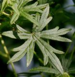 Geranium sanguineum