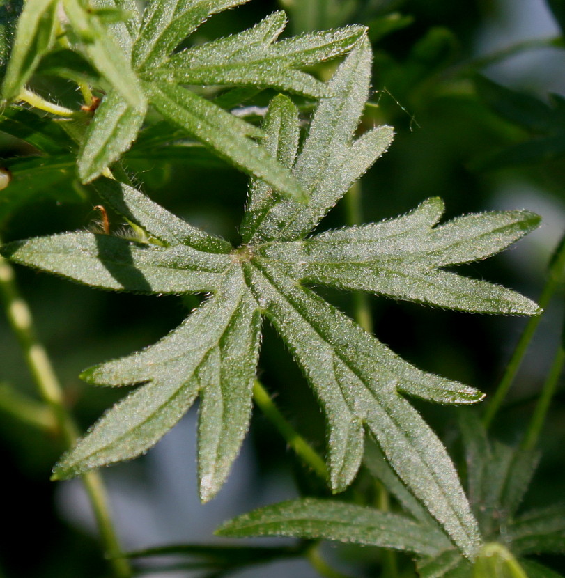 Изображение особи Geranium sanguineum.