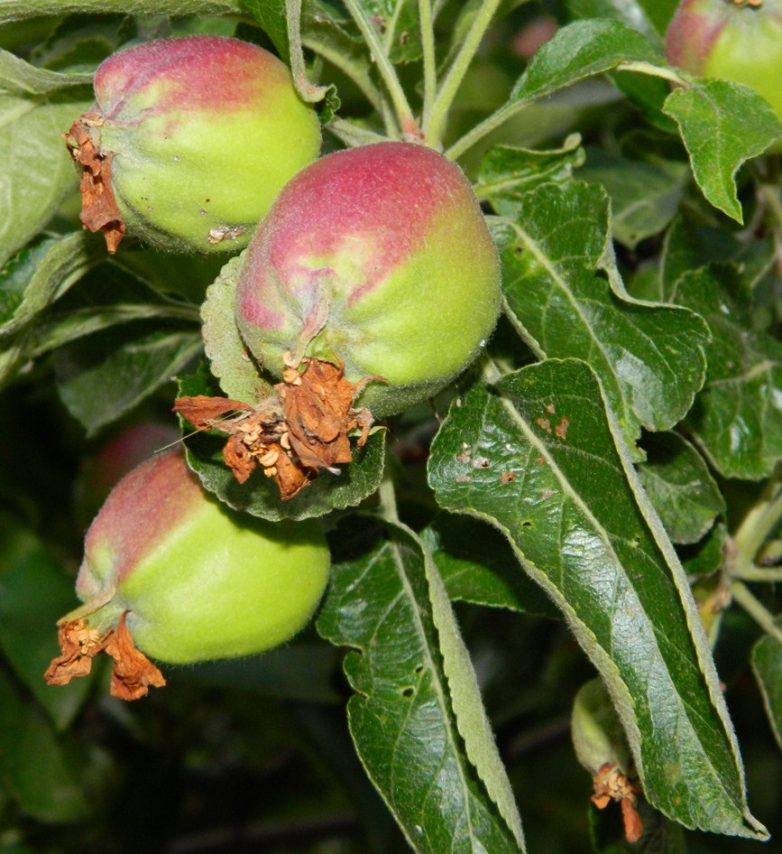 Image of Malus domestica specimen.