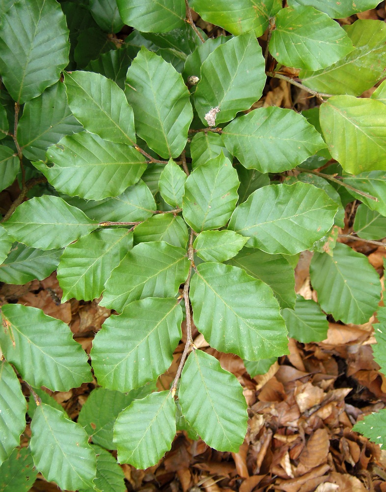 Изображение особи Fagus sylvatica.