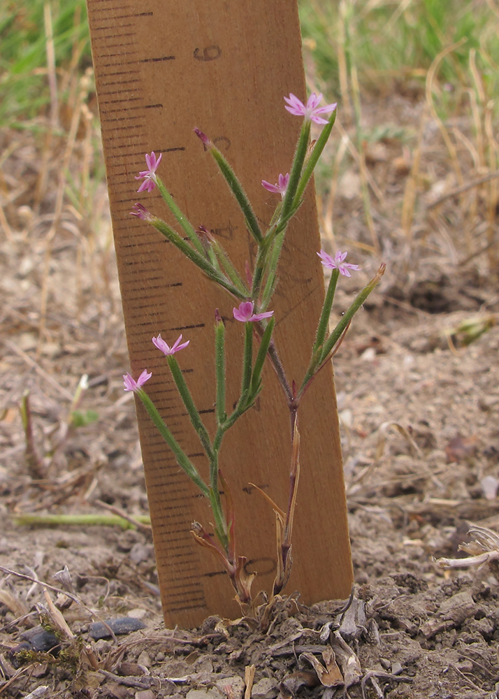 Image of Velezia rigida specimen.