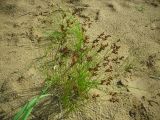 Juncus compressus