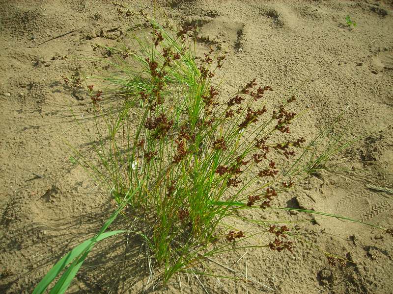 Изображение особи Juncus compressus.