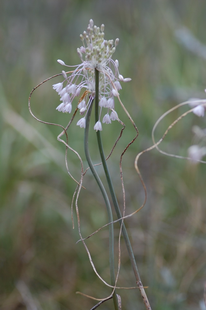 Image of Allium podolicum specimen.